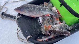 Путешествие на Рыбинское водохранилище Первая рыбалка зимой на балансир.Таких окуней я еще не ловил