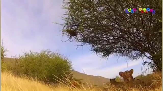 ПОДБОРКА приколов с ЖИВОТНЫМИ. Кормление котенка. смотреть онлайн