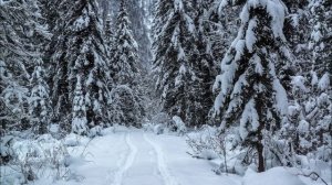 Я поеду на юг