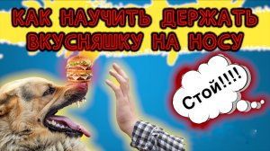 Как научить держать вкусняшку на носу !