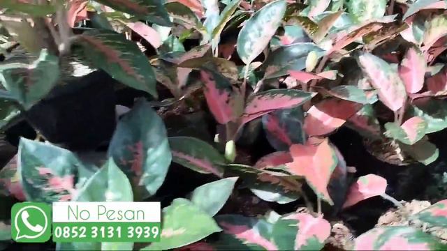 LOKALAN LOKALAN MURAH MERIAH смотреть онлайн