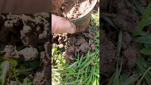 ВЫКОПАЛ ЧАШУ С КУЧЕЙ СЕРЕБРЯННЫХ ЦАРСКИХ МОНЕТ...!!! КОП, КОП С МЕТАЛЛОИСКАТЕЛЕМ, МЕТАЛЛОИСКАТЕЛЬ.