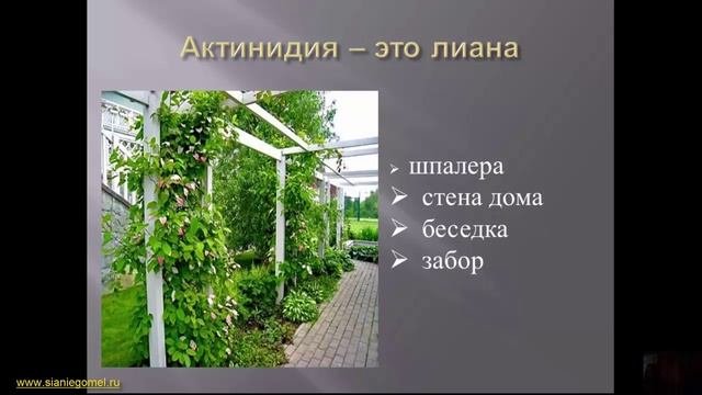 Актинидия