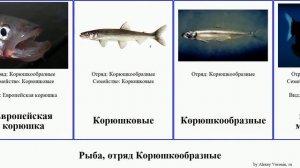Рыба, отряд Корюшкообразные fish корюшка Европейская малоротая Опистопроктовые Haugen Ukulele Hulu