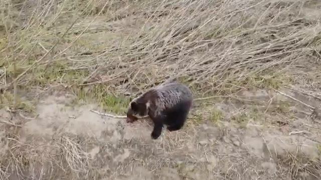 Эвенкия . Медведь передаёт привет из Эвенкии !:))) На Квадрокоптер! смотреть онлайн