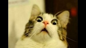 Инструкция по применению туалетной бумаги! (ПРИКОЛ)