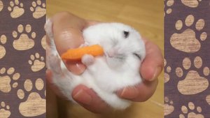 ПРИКОЛЫ С ХОМЯКАМИ смешная озвучка ТОП приколы с животными.