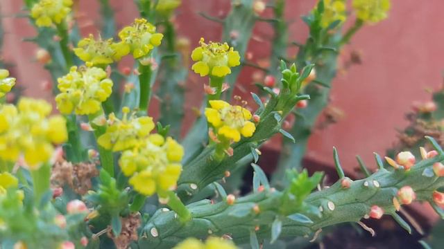 Euphorbia flanaganii medusa - African Snakes - Medusa's Head - adana - kaktüs çiçeği  - cacti смотреть онлайн