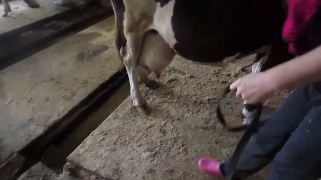 БЬЕТСЯ, БРЫКАЕТСЯ и ЛЯГАЕТСЯ КОРОВА, что делать? АНТИБРЫК+ПУТО=СПАСЕНИЕ!!! смотреть онлайн