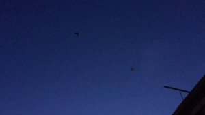 #Pigeons.Размеры голубятни и Рай для голубятников.