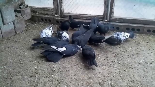 Николаевские черные сплошные смотреть онлайн