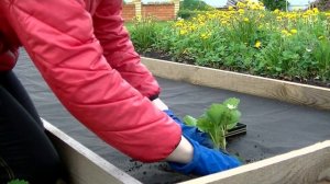 КЛУБНИКА ? Новый способ посадки клубники или как я выращиваю клубнику.