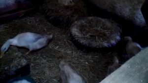 Утка села высиживать яйца.