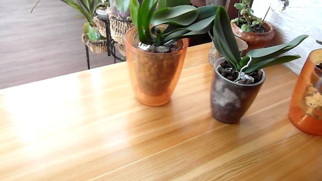 Во что сажать орхидеи - фаленопсисы?! смотреть онлайн