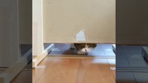 Кот пролез под дверью