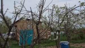 ЮЖНЫЙ ГИГАНТИЗМ - НАГЛЯДНО. ПАРАДОКСЫ ЮЖНОЙ ОБРЕЗКИ.