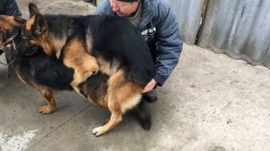 Немецкая овчарка Радж. Вязка. 2 года.4.мес. 4K