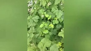 Малина сорта Киржач