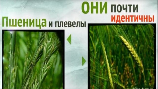 Кто такие плевелы ? Что говорит Библия о их природе происхождения .