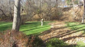 Как быстро убрать листья воздуходувом ECHO PB770