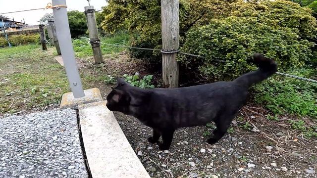 「カメラ持っているのか」「爪とぎするから撮れ」「ちゃんと撮ったか」「もういいだろ、帰れ」 смотреть онлайн