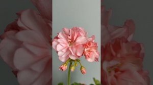 Огляд сортової пеларгонії Elmsett #квіти #рослини #pelargonium