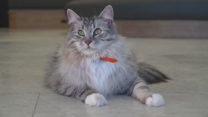 Кот учёный и тайное путешествие