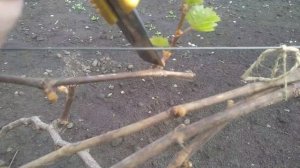 "Реанимация" виноградника после весенних заморозков.