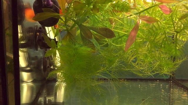 Для новичков. Размножение живородящих рыбок смотреть онлайн