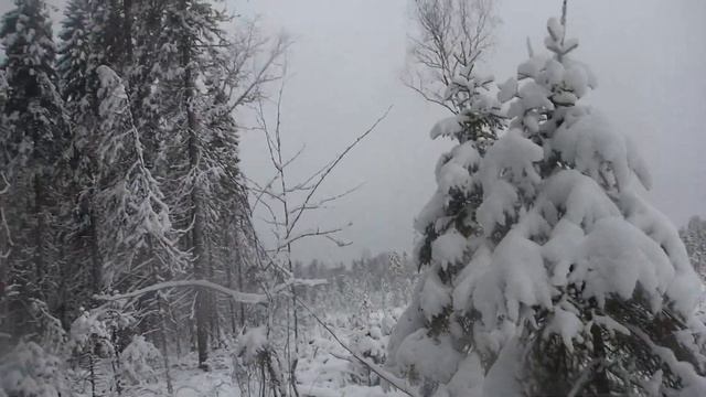 Небольшой кадр охоты. Сезон 2018. Карело финская лайка.Часть 2. смотреть онлайн