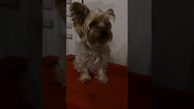 Стрижка йоркширского терьера