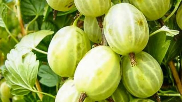 Gooseberry (Ribes uva-crispa) with fruit, green, yellow or red смотреть онлайн