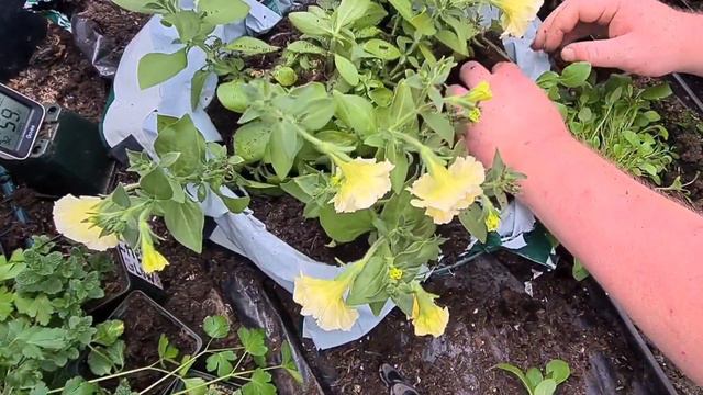 How to plant up hanging baskets A to Z смотреть онлайн