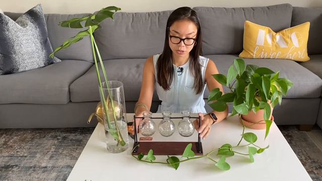 Propagating a Monstera and Pothos смотреть онлайн