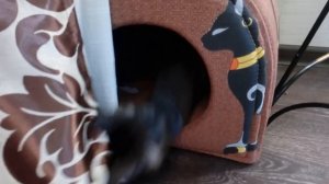 НОВЫЙ ЛЮБИМЕЦ: ДОНСКОЙ СФИНКС-БРАШ