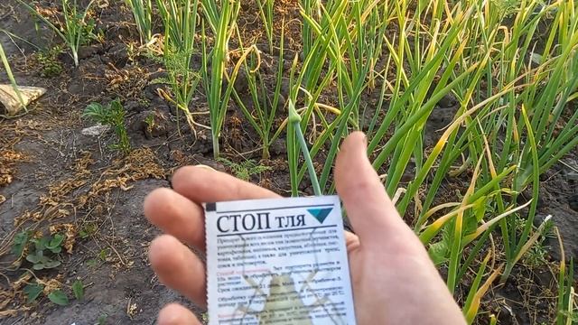 Лечение лука от пероноспороза