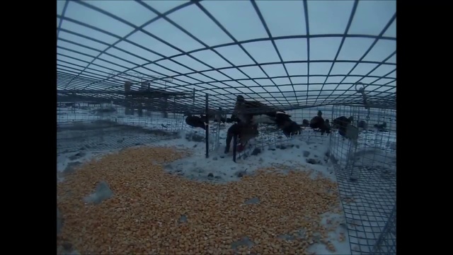 Ловушка на уток в действии смотреть онлайн