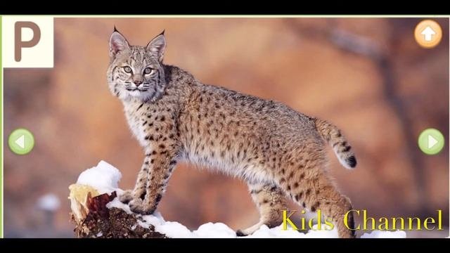 Живой алфавит с картинками
