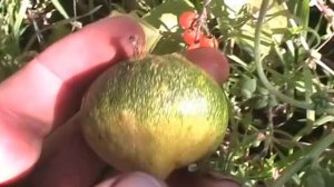 Красный паслён