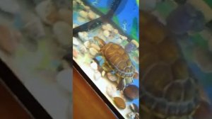 Уход за красноухой черепашкой??