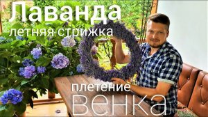 ЛАВАНДА. Летняя ОБРЕЗКА. Как сплести ЛАВАНДОВЫЙ ВЕНОК.