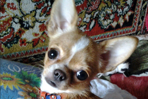 ?Собака мини чихуахуа играет с картошкой ❤