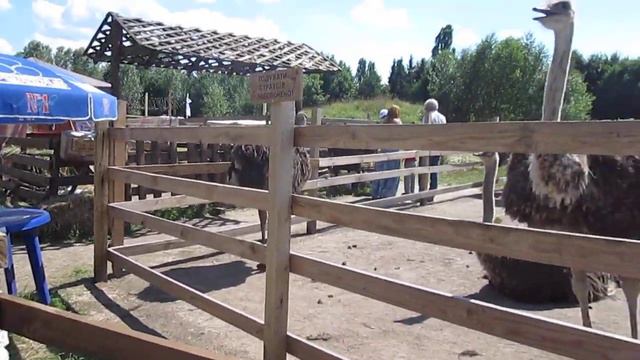 Музей Пирогово, стаусиная ферма, Киев, Украина, 2014 смотреть онлайн