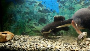 Кормление рыб 2 Черный паку. краснохвостый сом. черепаха