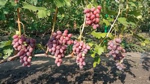 формы винограда Дарья и Ландыш.