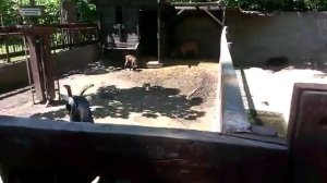 Камерунская карликовая коза .На что жалуетесь ?