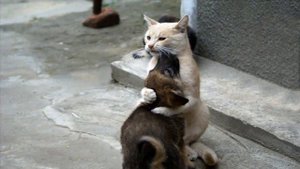 КОШКИН ЩЕНОК   В.БЕРЕСТОВ читают дети
