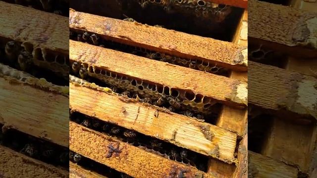 ЯПОНСКИЙ УЛЕЙ дело пошло ( продолжение...) смотреть онлайн