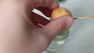 Экзотические растения-🌱 проблемы у папайи