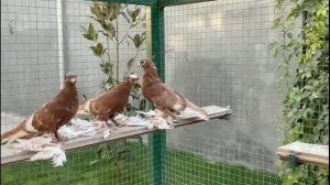ТАКИХ ГОЛУБЕЙ НЕ КАЖДЫЙ ДЕНЬ УВИДИШЬ **2 Часть** Узбекские двухчубые голуби. Tauben. Pigeons